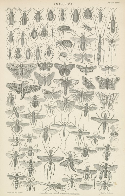 Insekter (gravyr) av English School