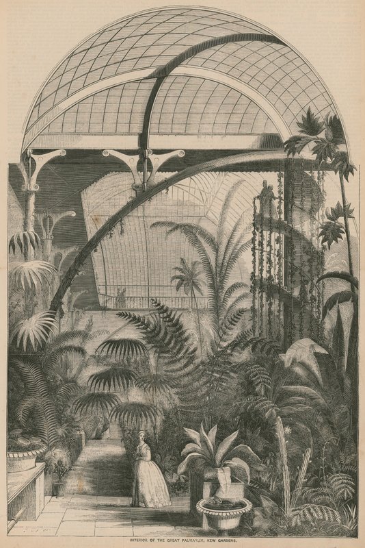 Interiör av Great Palmarum, Kew Gardens, London av English School