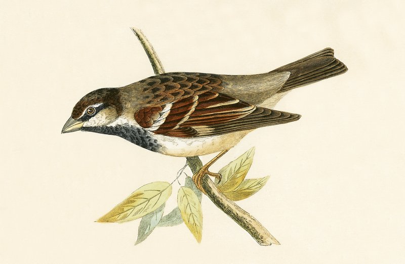 Italian House Sparrow, illustration från "A History of the Birds of Europe Not Observed in the British Isles" av Charles Robert Bree (1811-86), publicerad 1867 av English School