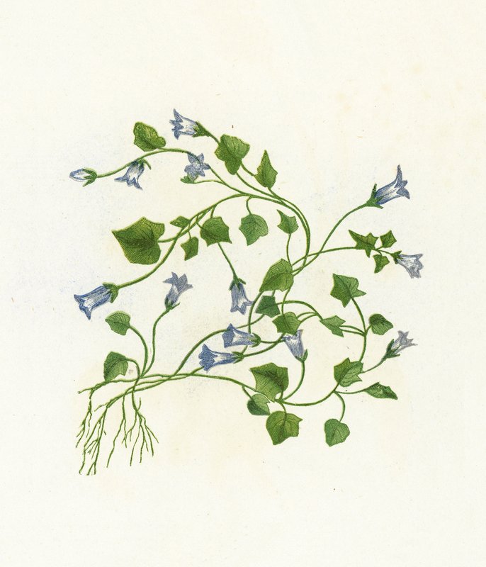 Murgröna-bladklocka-blomma, Campanula Hederacea av English School