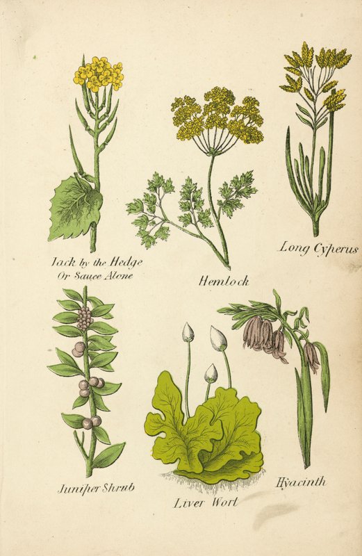 Jack by the Hedge eller Sauce Alone, Hemlock, Long Cyperus, Juniper Shrub, Liver Wort, Hyacinth (färglitografi) av English School