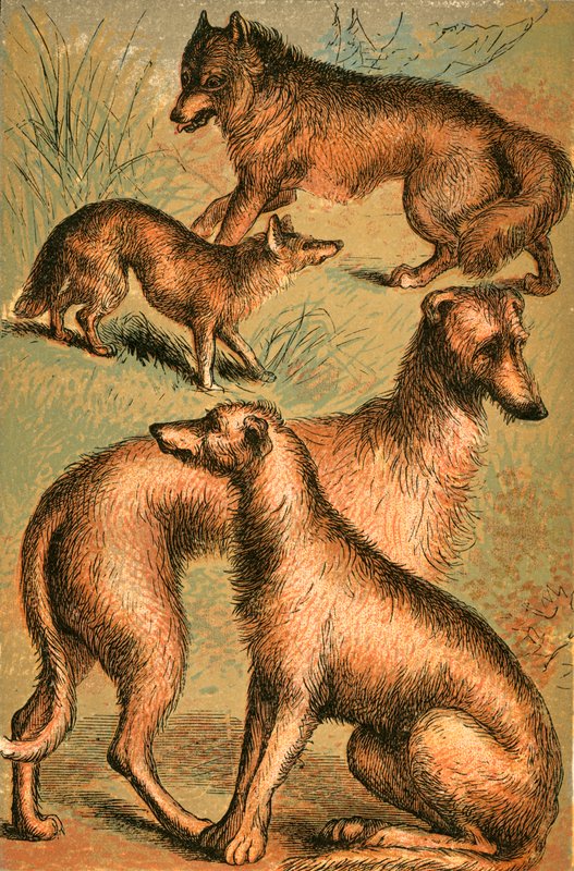 Jackal, Wolf, Irish Wolfhound och Deerhound av English School