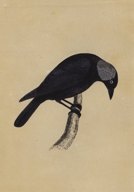 Jackdaw (färgmedlemmar) av English School