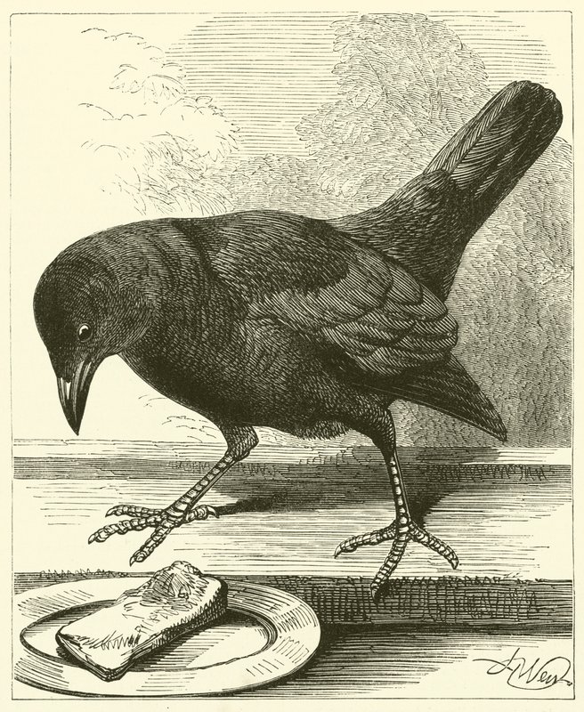 Jackdaw (gravyr) av English School