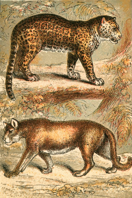 Jaguar och Puma av English School