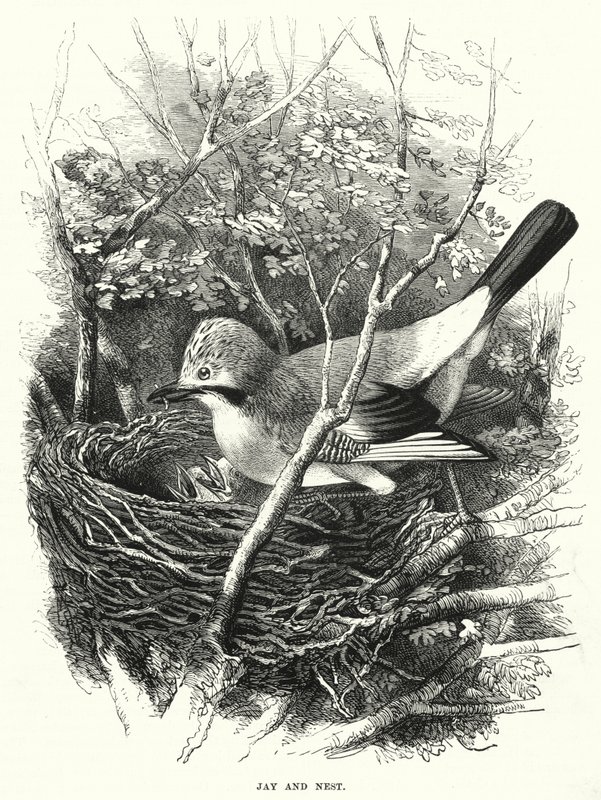 Jay and Nest (gravyr) av English School