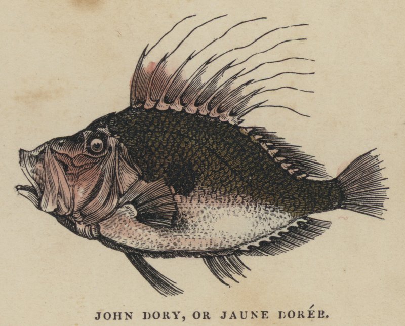 John Dory, eller Jaune Doree (färgad gravyr) av English School