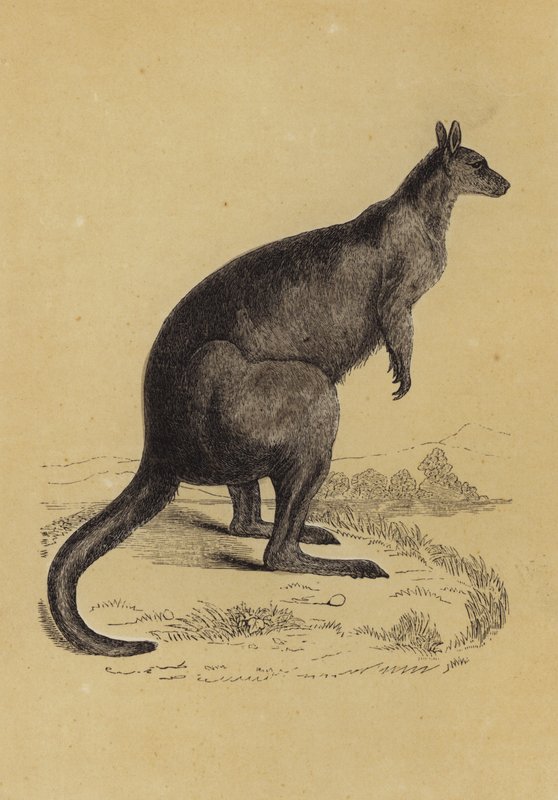 Känguru (färg litho) av English School
