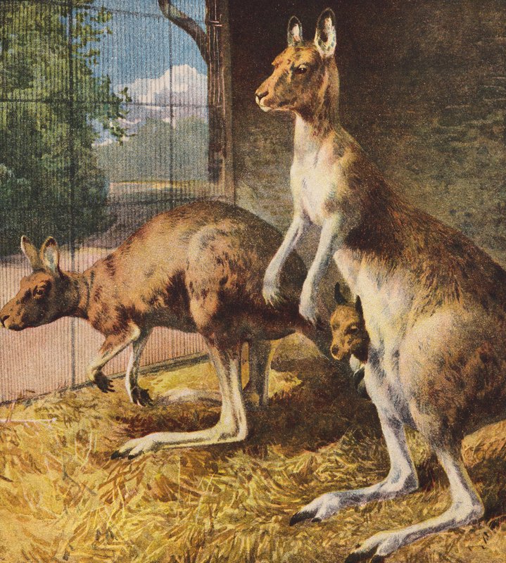 Kangaroos (färglitografi) av English School