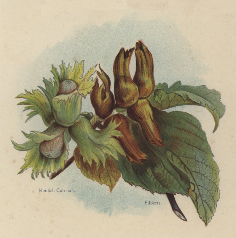 Kentish Cob-nötter, Filberts av English School