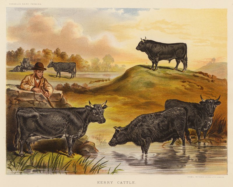 Kerry Cattle (färglitografi) av English School