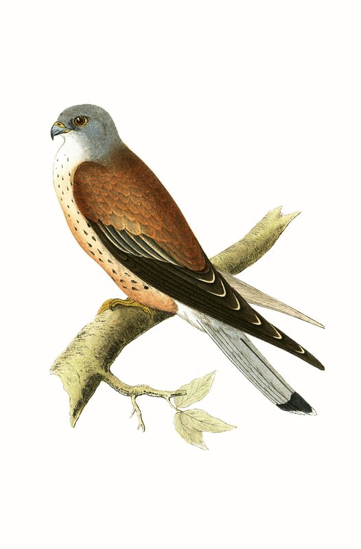 Kestrel, illustration från "A History of the Birds of Europe Not Observed in the British Isles" av Charles Robert Bree (1811-86), publicerad 1867 av English School