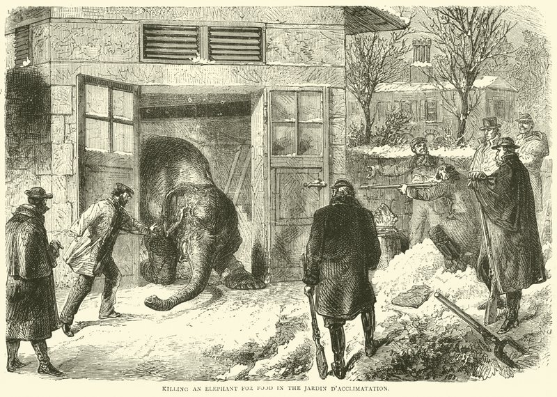 Döda en elefant för mat i Jardin d