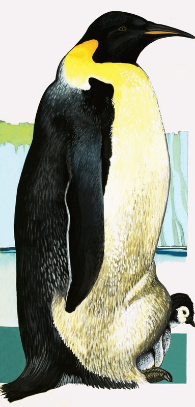 Kong Penguinswed av English School