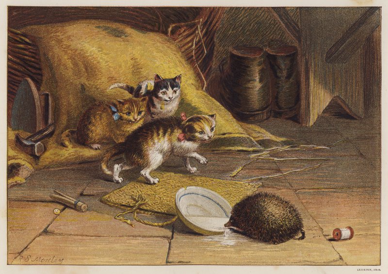 Kattungar förbryllade av en igelkott (färg litho) av English School