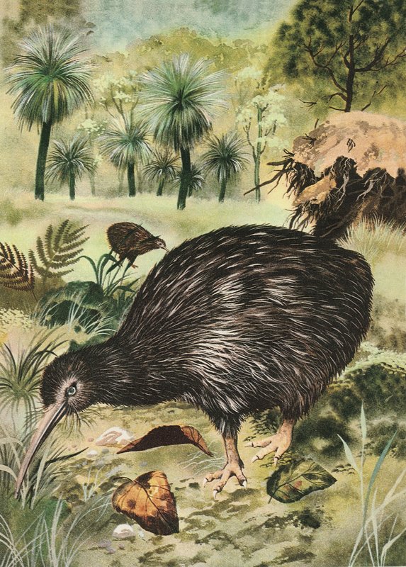 Kiwi fågel av English School