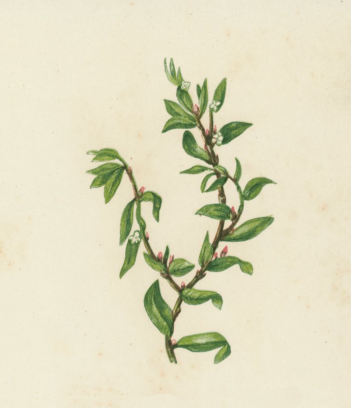 Knölgräs, Polygonum Aviculare (färglitografi) av English School