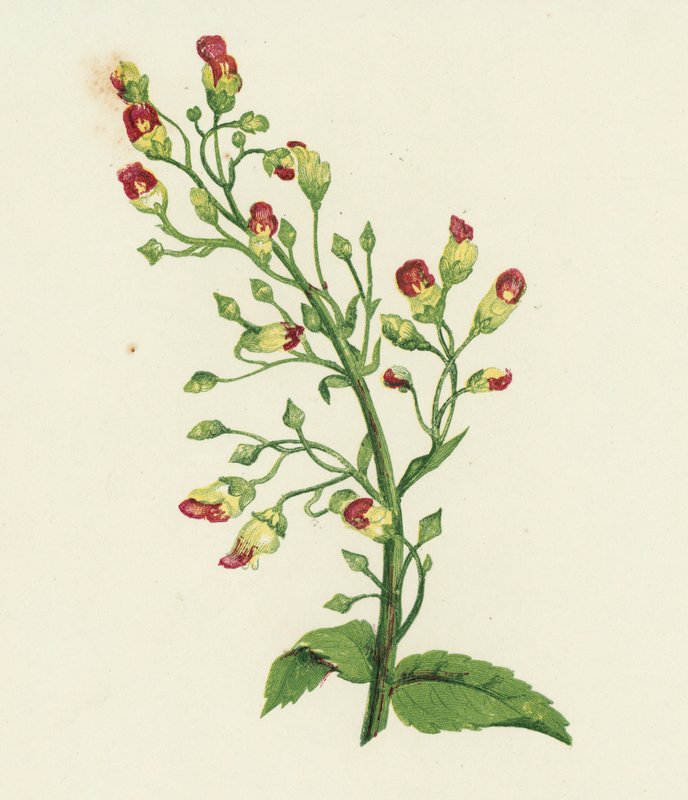 Knuten fikonört, Scrophularia nodosa (färg litho) av English School