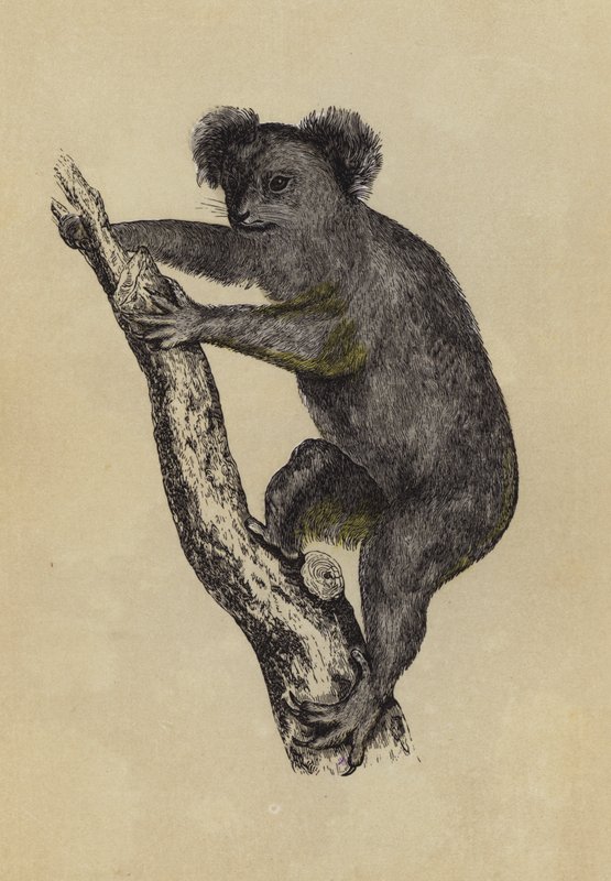 Koala (färglitografi) av English School