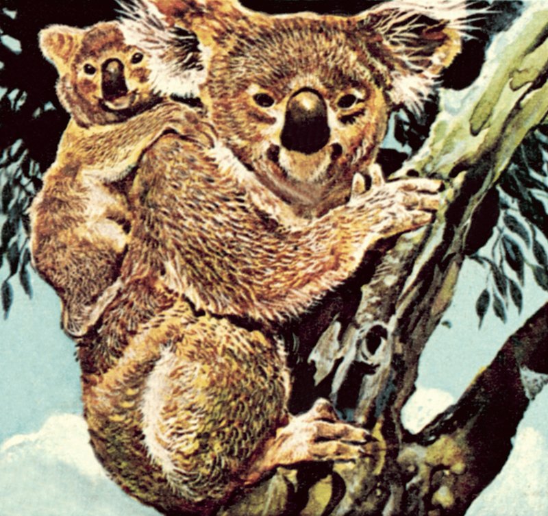 Ua sau Koala av English School