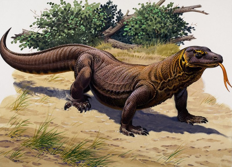 Komodovaran (gouache på papper) av English School