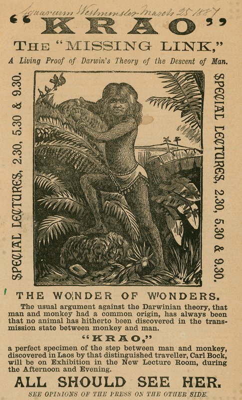 Krao, The Missing Link, utställd på Aquarium, Westminster, London, 1887 av English School