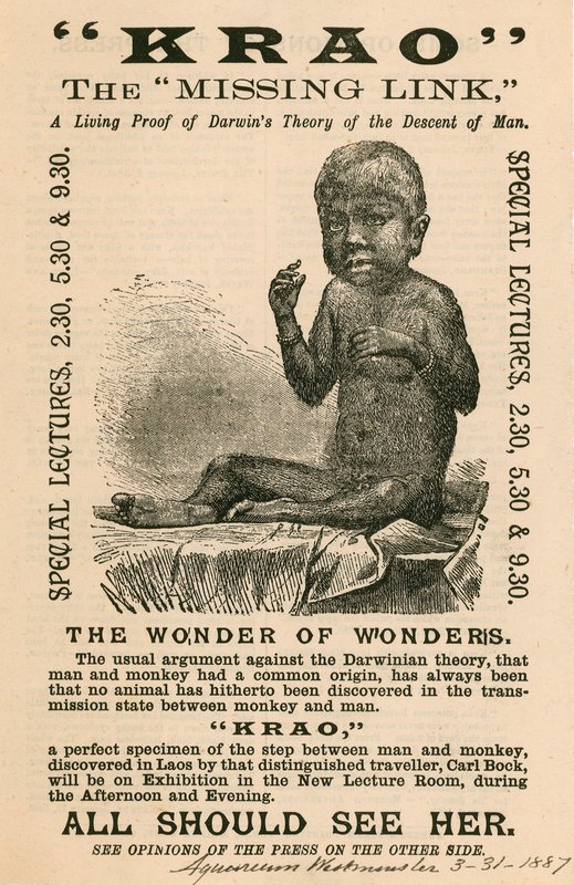 Krao, The Missing Link, utställd på Aquarium, Westminster, London, 1887 av English School