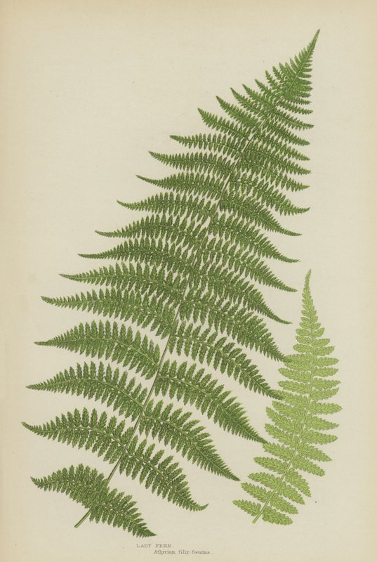 Lady Fern (färg litho) av English School
