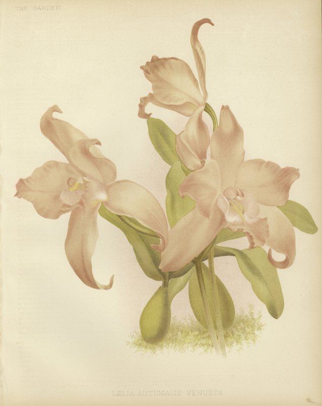 Laelia autumnalis av English School