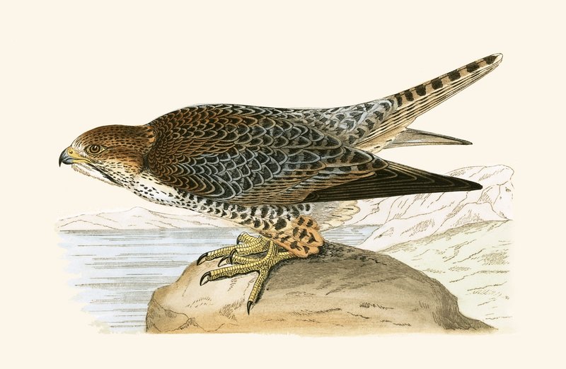 Lanner Falcon, illustration från "A History of the Birds of Europe Not Observed in the British Isles" av Charles Robert Bree (1811-86), publicerad 1867. av English School