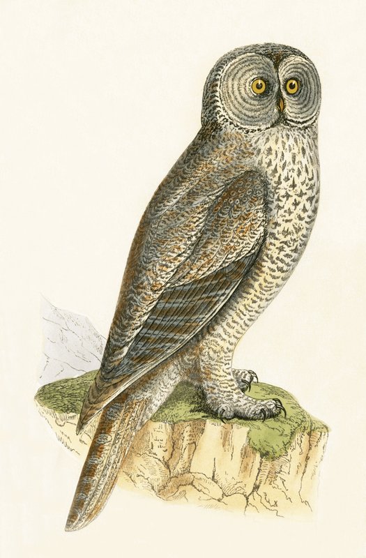 Lap Owl, illustration från "A History of the Birds of Europe Not Observed in the British Isles" av Charles Robert Bree (1811-86), publicerad 1867 av English School