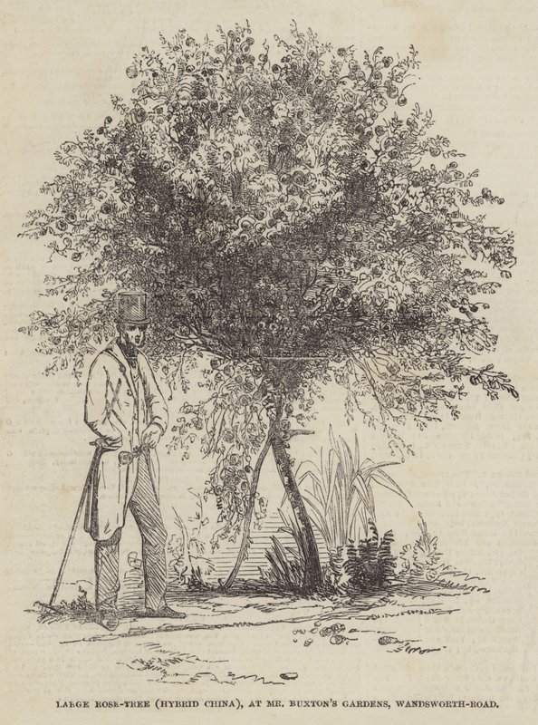 Stort rosenträd (Hybrid Kina), vid Mr Buxton