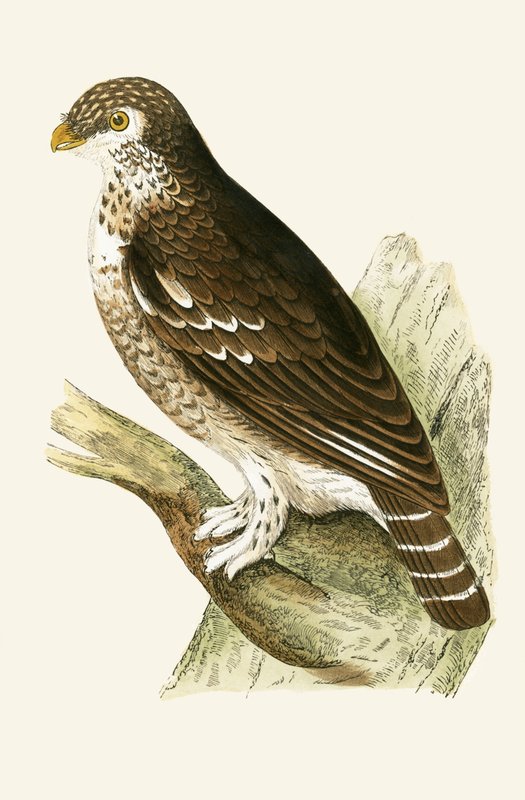 Least European Sparrow Owl, illustration från "A History of the Birds of Europe Not Observed in the British Isles" av Charles Robert Bree (1811-86), publicerad 1867. av English School