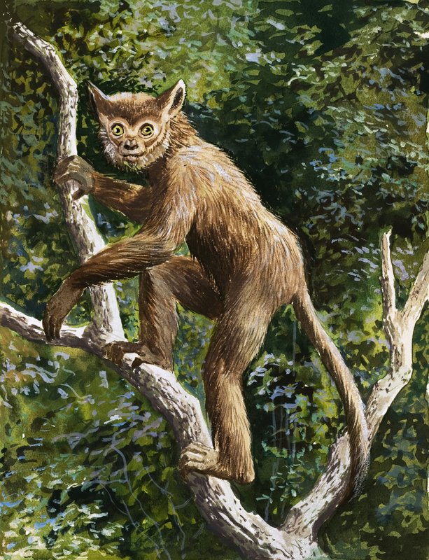 Lemur av English School