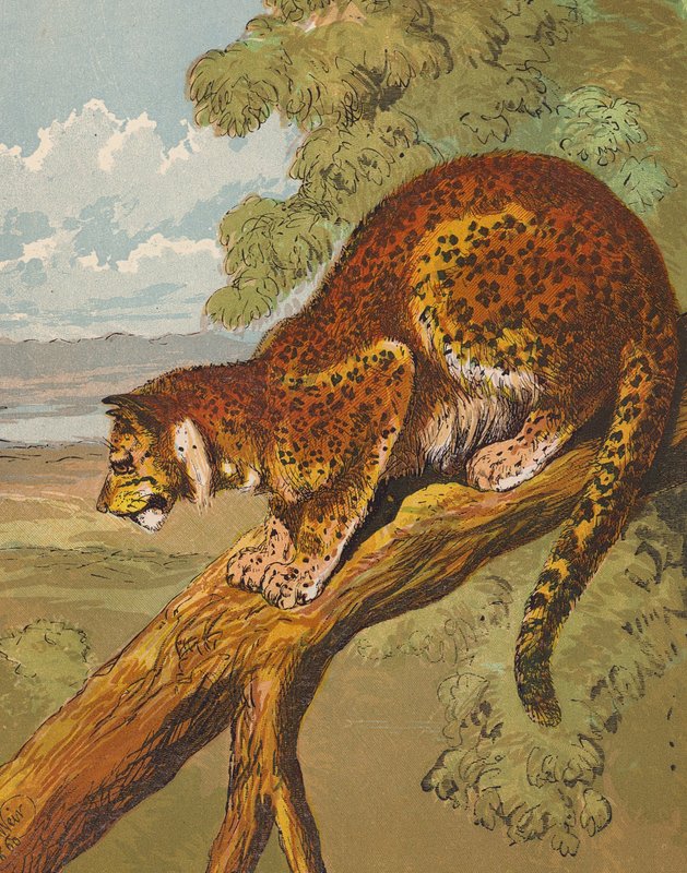 Leopard (färglitografi) av English School
