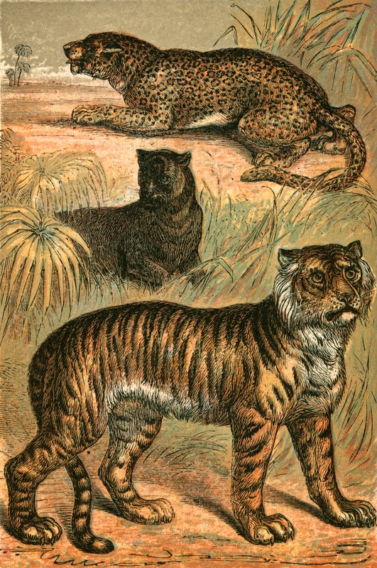 Leopard, Black Panther och Tiger av English School