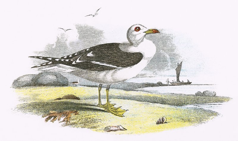 Lesser Black Backed Gull av English School