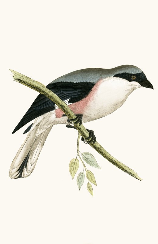 Lesser Grey Shrike, illustration från "A History of the Birds of Europe Not Observed in the British Isles" av Charles Robert Bree (1811-86), publicerad 1867 av English School