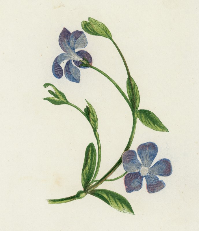 Lesser Periwinkle, Vinca Minor (färg litho) av English School