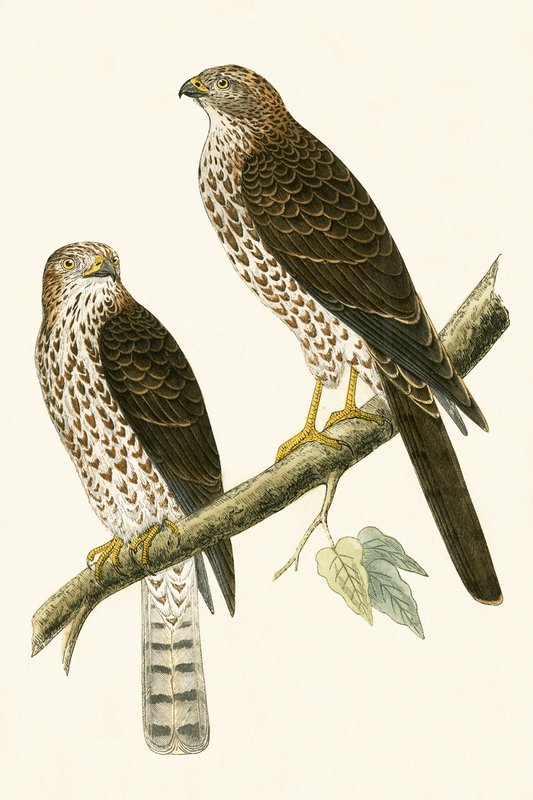 Levant Sparrow Hawk, illustration från "A History of the Birds of Europe Not Observed in the British Isles" av Charles Robert Bree (1811-86), publicerad 1867. av English School