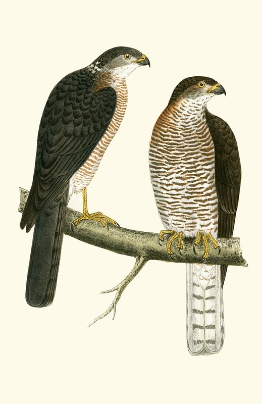 Levant Sparrow Hawk, illustration från "A History of the Birds of Europe Not Observed in the British Isles" av Charles Robert Bree (1811-86), publicerad 1867 av English School