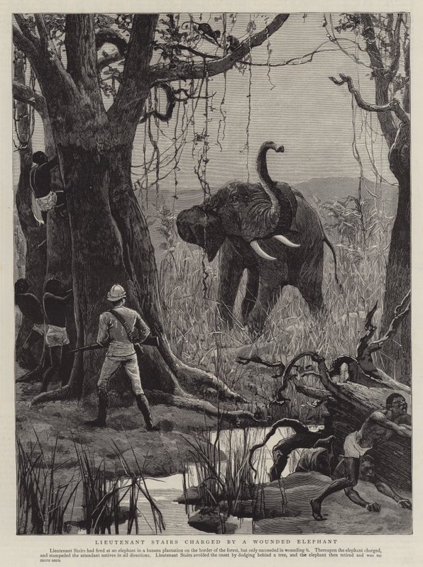 Lieutenant Stairs laddad av en sårad elefant (gravyr) av English School