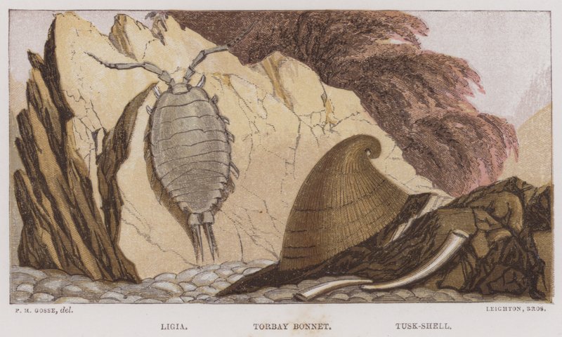 Ligia, Torbay Bonnet, Tusk-Shell (färglitografi) av English School