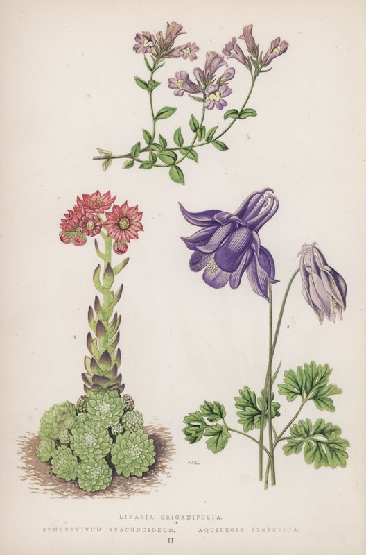 Linaria Origanifolia; Sempervivum Arachnoideum; Aquilegia Pyrenaica (färglitografi) av English School