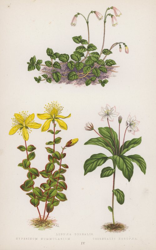 Linnaea Borealis; Hypericum Nummularium; Trientalis Europaea (färglitografi) av English School