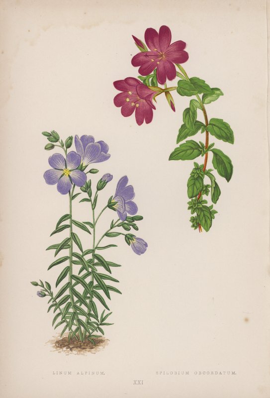 Linum Alpinum; Epilobium Obcordatum (färglitografi) av English School