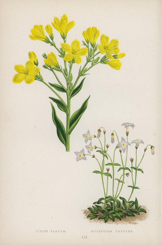 Gult lin; Houstonia Blue (färg litho) av English School