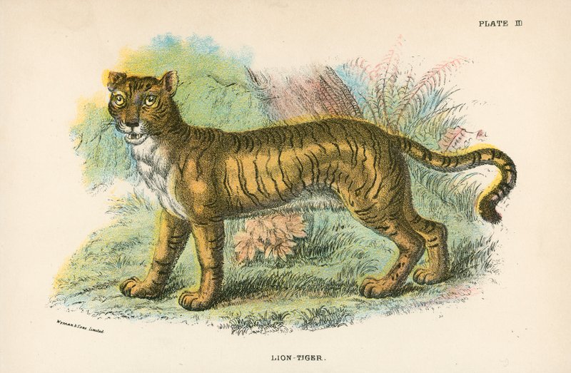 Lejon-Tiger av English School