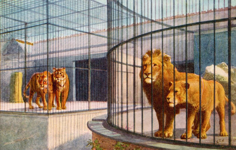 Lions and Tigers in the Zoo (färg litho) av English School