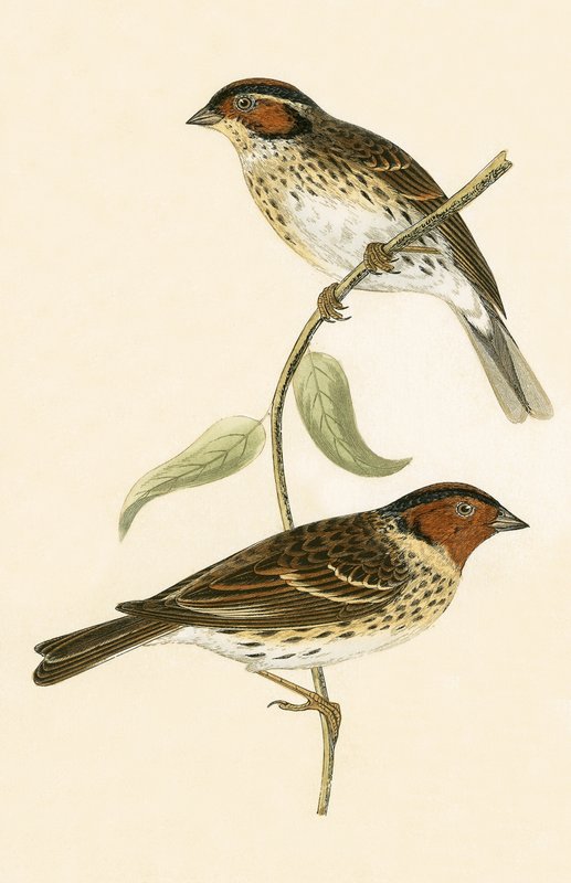 Little Bunting, illustration från "A History of the Birds of Europe Not Observed in the British Isles" av Charles Robert Bree (1811-86), publicerad 1867 av English School